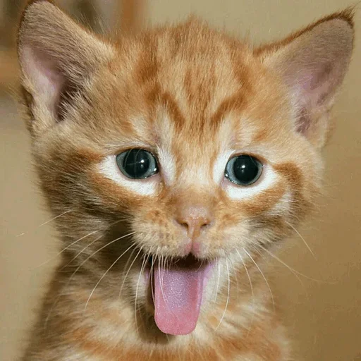 😗 Стикер «Stooped Cats» для Telegram
