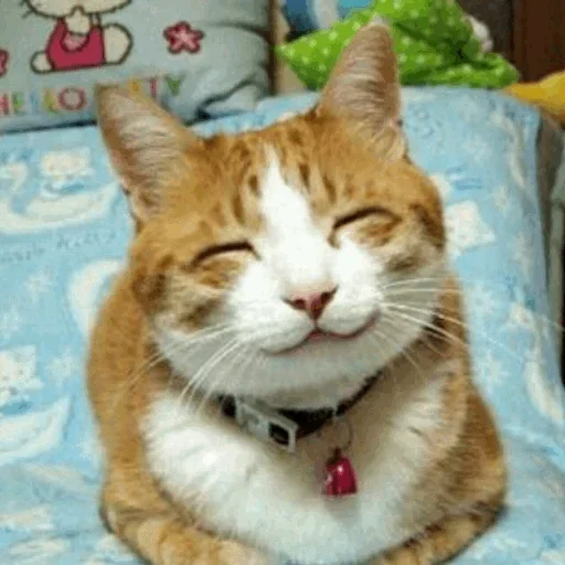 😙 Стикер «Stooped Cats» для Telegram