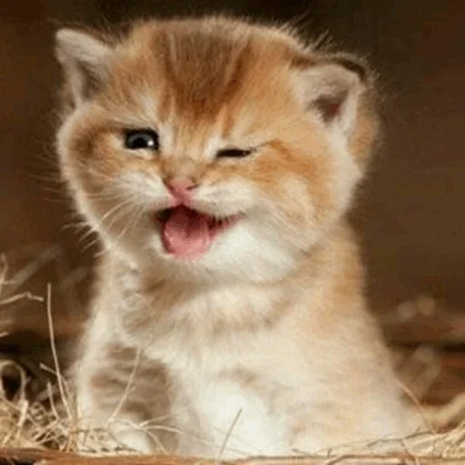 😏 Стикер «Stooped Cats» для Telegram