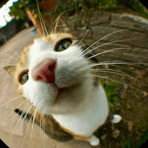 😋 Стикер «Stooped Cats» для Telegram