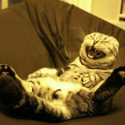 😙 Стикер «Stooped Cats» для Telegram