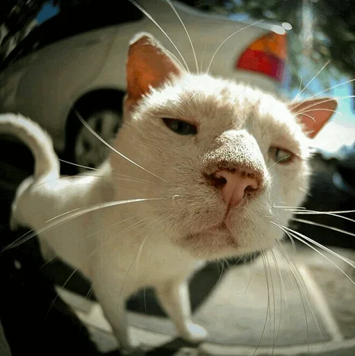 😙 Стикер «Stooped Cats» для Telegram