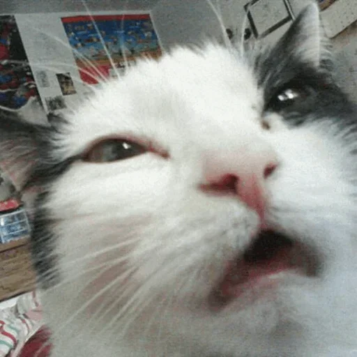😙 Стикер «Stooped Cats» для Telegram