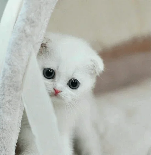 😌 Стикер «Stooped Cats» для Telegram