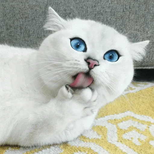 🤨 Стикер «Stooped Cats» для Telegram