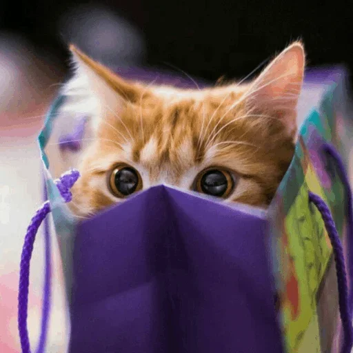 🤪 Стикер «Stooped Cats» для Telegram