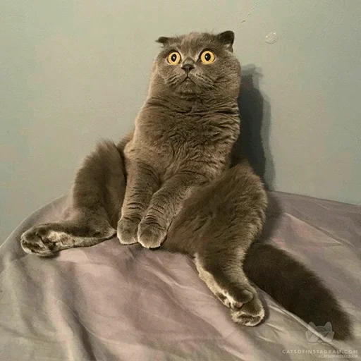 😙 Стикер «Stooped Cats» для Telegram
