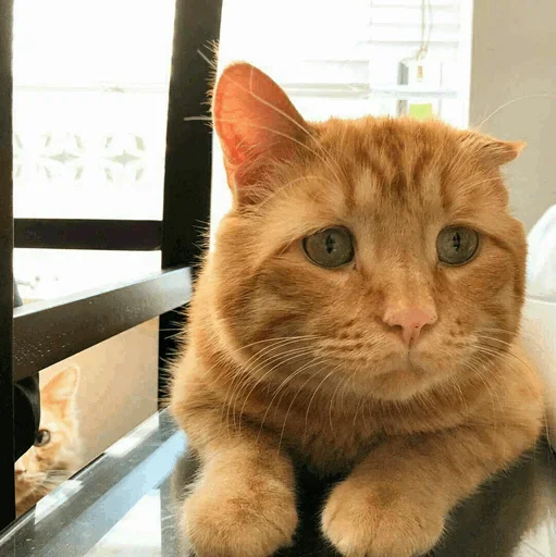 😕 Стикер «Stooped Cats» для Telegram