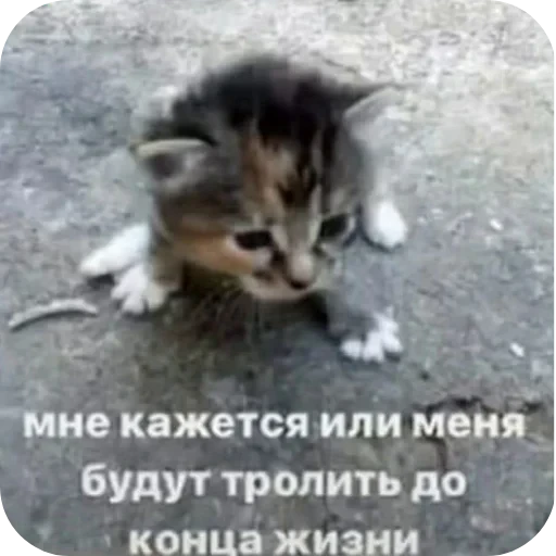 🐱 Стикер «Страшно быть» для Telegram