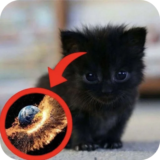 🐱 Стикер «Страшно быть» для Telegram