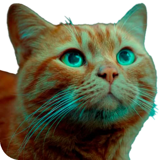 🥺 Стикер «Stray» для Telegram