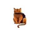 🐈 Эмодзи «Stray» для Telegram
