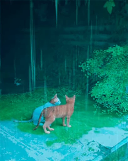😻 Стикер «Stray» для Telegram