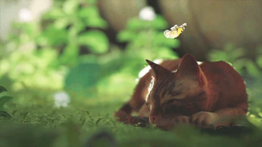 💤 Стикер «Stray» для Telegram