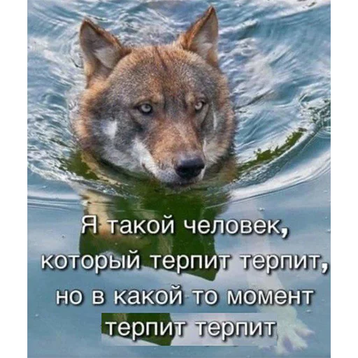 😶 Стикер «Сильный не тот, кто сильный» для Telegram