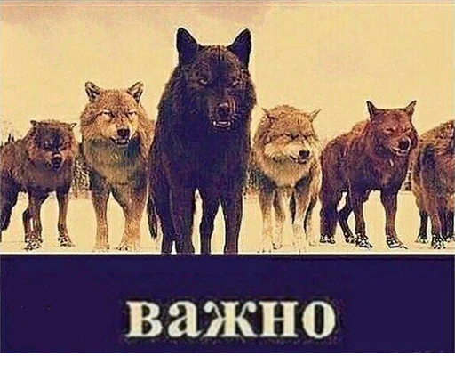 🤨 Стикер «Сильный не тот, кто сильный» для Telegram