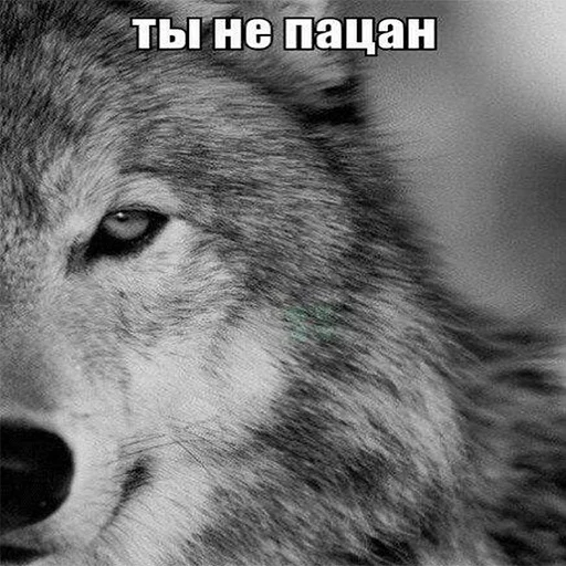 👎 Стикер «Сильный не тот, кто сильный» для Telegram