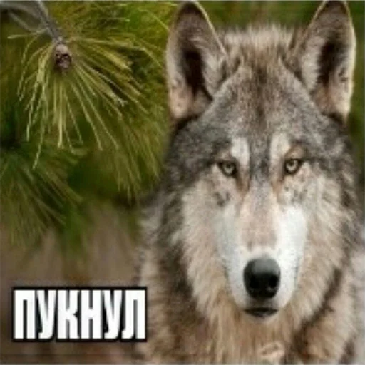 🎃 Стикер «Сильный не тот, кто сильный» для Telegram