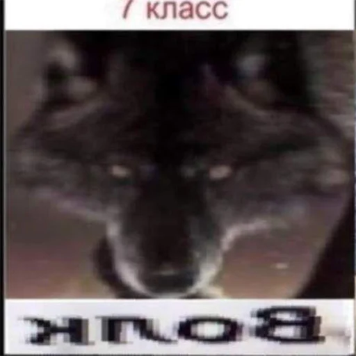 🐺 Стикер «Сильный не тот, кто сильный» для Telegram