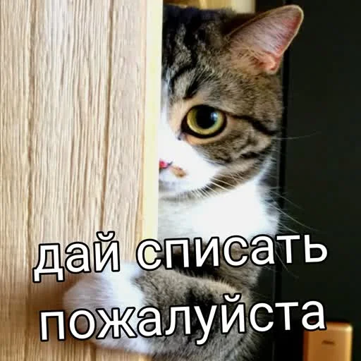 🥺 Стикер «учеба» для Telegram