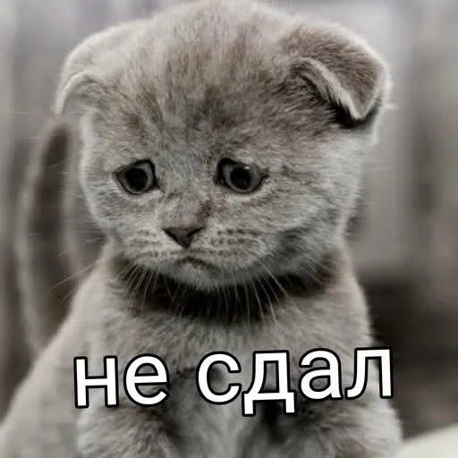 😭 Стикер «учеба» для Telegram