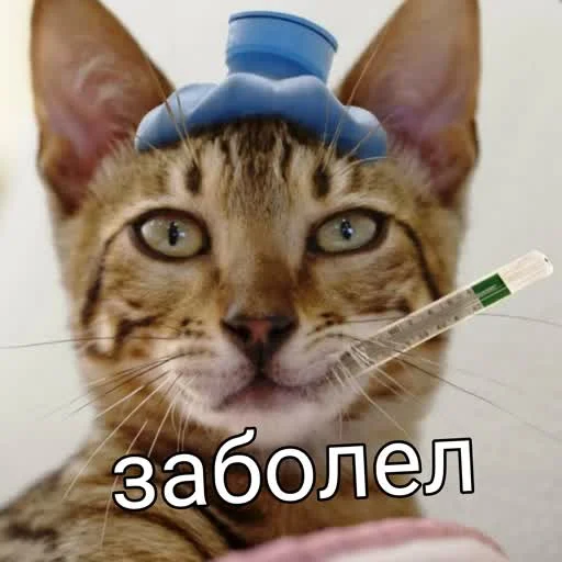 🤒 Стикер «учеба» для Telegram