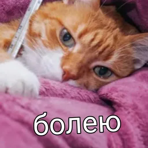 🤒 Стикер «учеба» для Telegram