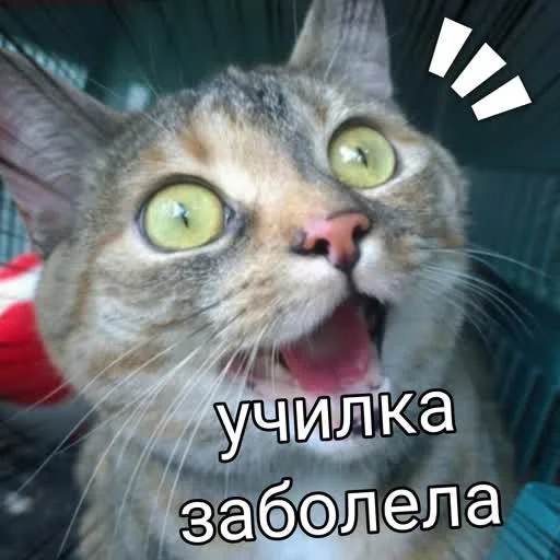 🤩 Стикер «учеба» для Telegram