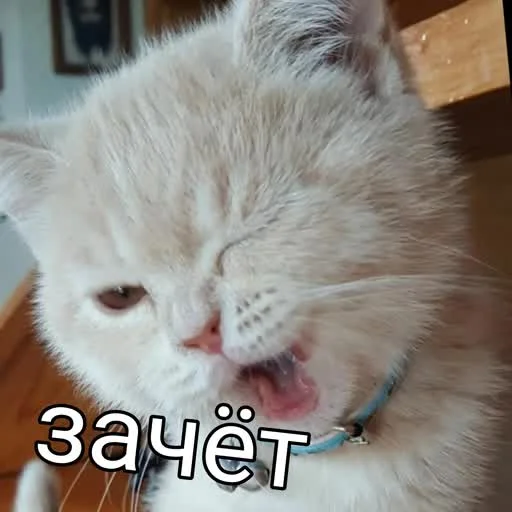🥳 Стикер «учеба» для Telegram