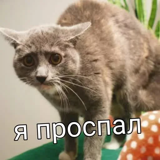😱 Стикер «учеба» для Telegram