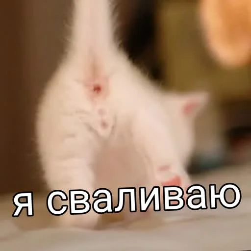 💀 Стикер «учеба» для Telegram