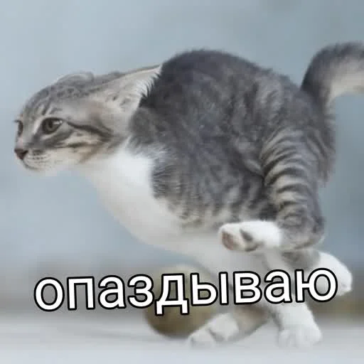 🚗 Стикер «учеба» для Telegram