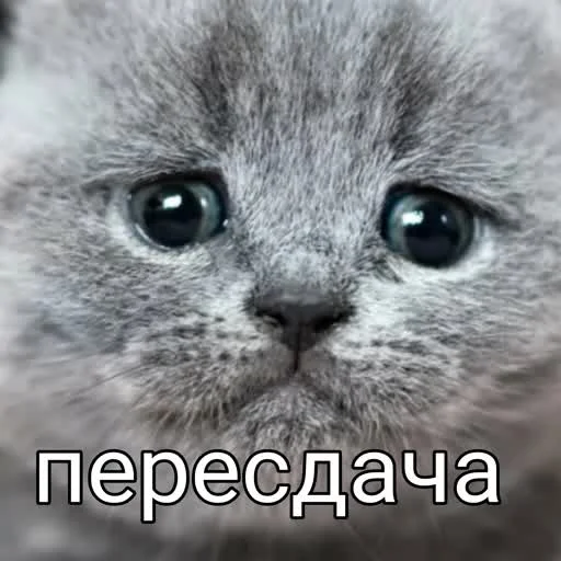 😢 Стикер «учеба» для Telegram