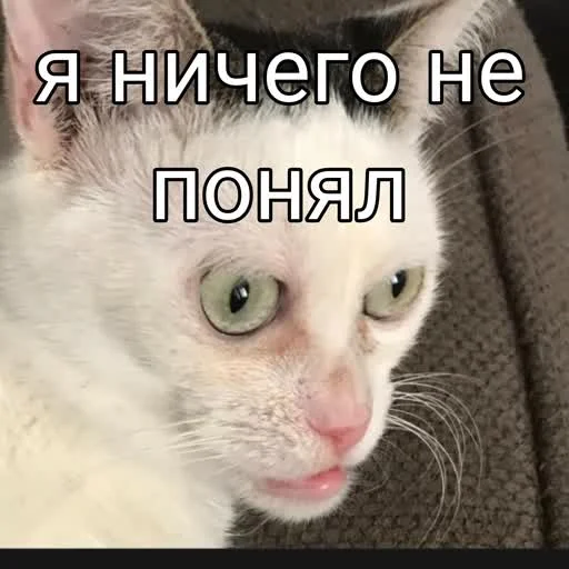 🫣 Стикер «учеба» для Telegram