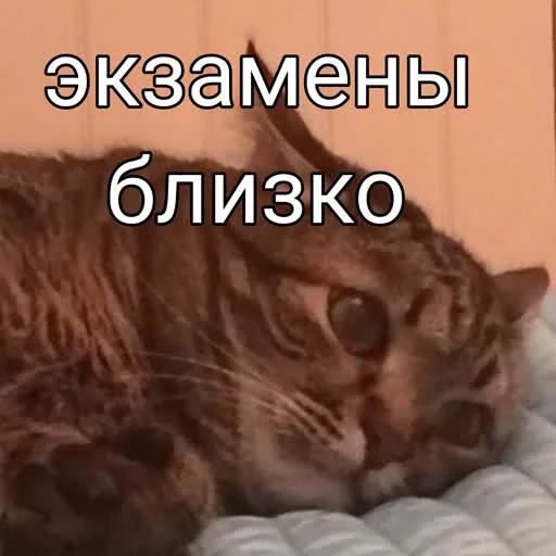 ☠️ Стикер «учеба» для Telegram