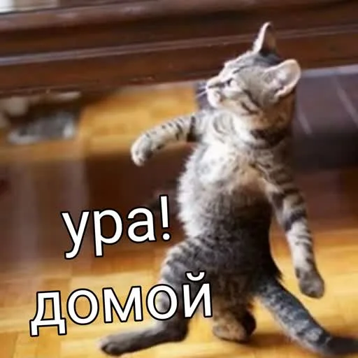 🥳 Стикер «учеба» для Telegram