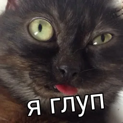 🤪 Стикер «учеба» для Telegram