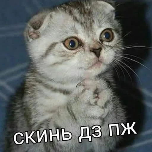 🥺 Стикер «учеба» для Telegram