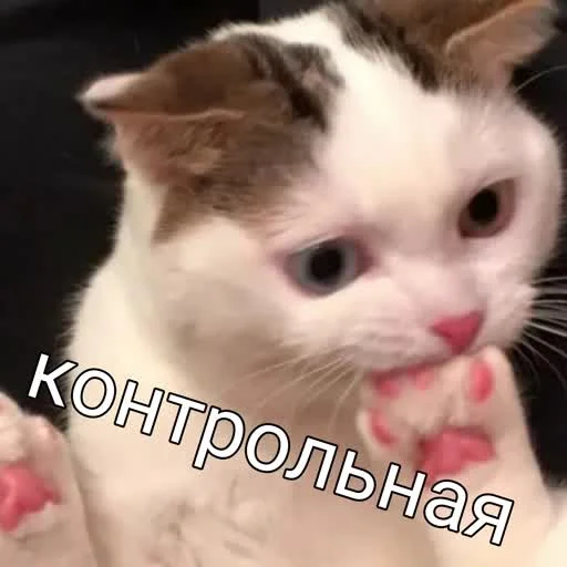 😱 Стикер «учеба» для Telegram