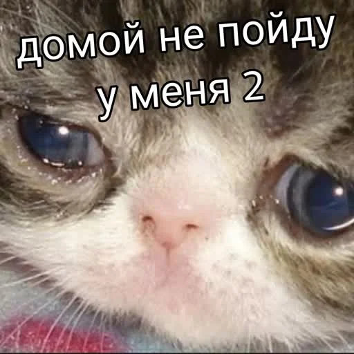 🤌 Стикер «учеба» для Telegram