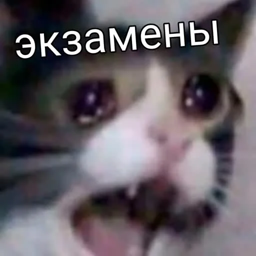 💀 Стикер «учеба» для Telegram