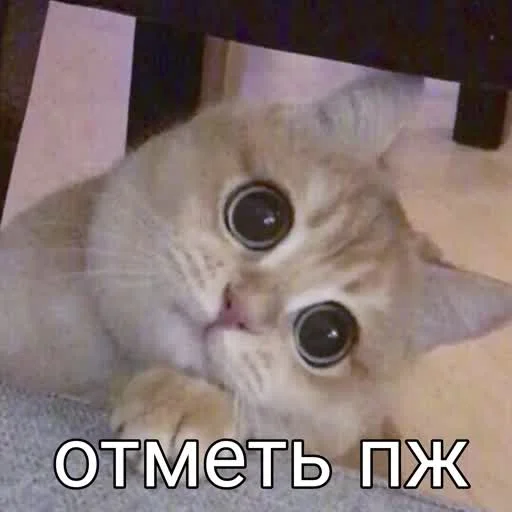🤗 Стикер «учеба» для Telegram