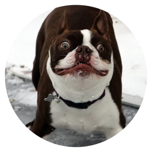 😳 Стикер «Stupid Dogs» для Telegram