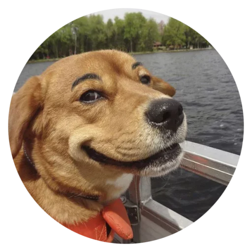 😏 Стикер «Stupid Dogs» для Telegram