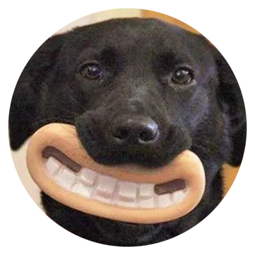 😄 Стикер «Stupid Dogs» для Telegram