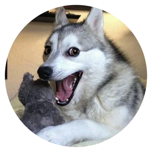 😍 Стикер «Stupid Dogs» для Telegram