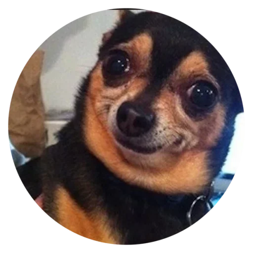 😊 Стикер «Stupid Dogs» для Telegram