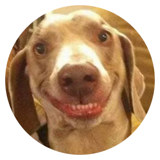 😬 Стикер «Stupid Dogs» для Telegram
