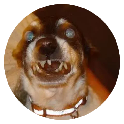 💀 Стикер «Stupid Dogs» для Telegram