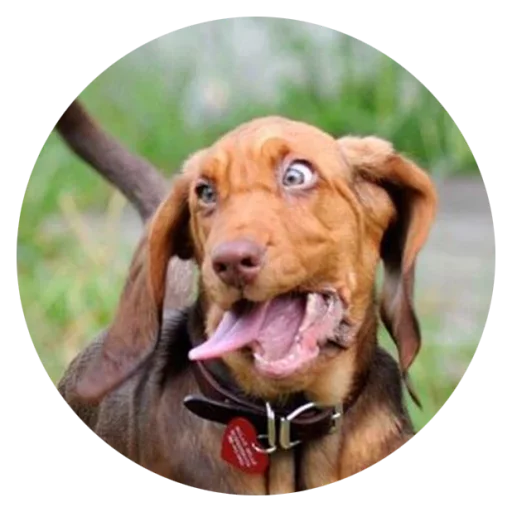 🙃 Стикер «Stupid Dogs» для Telegram